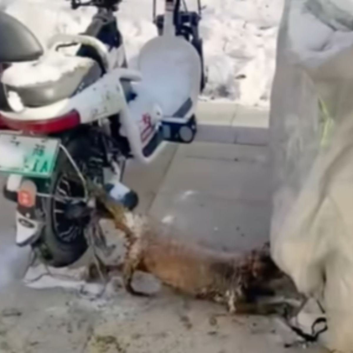 cat next to a bike