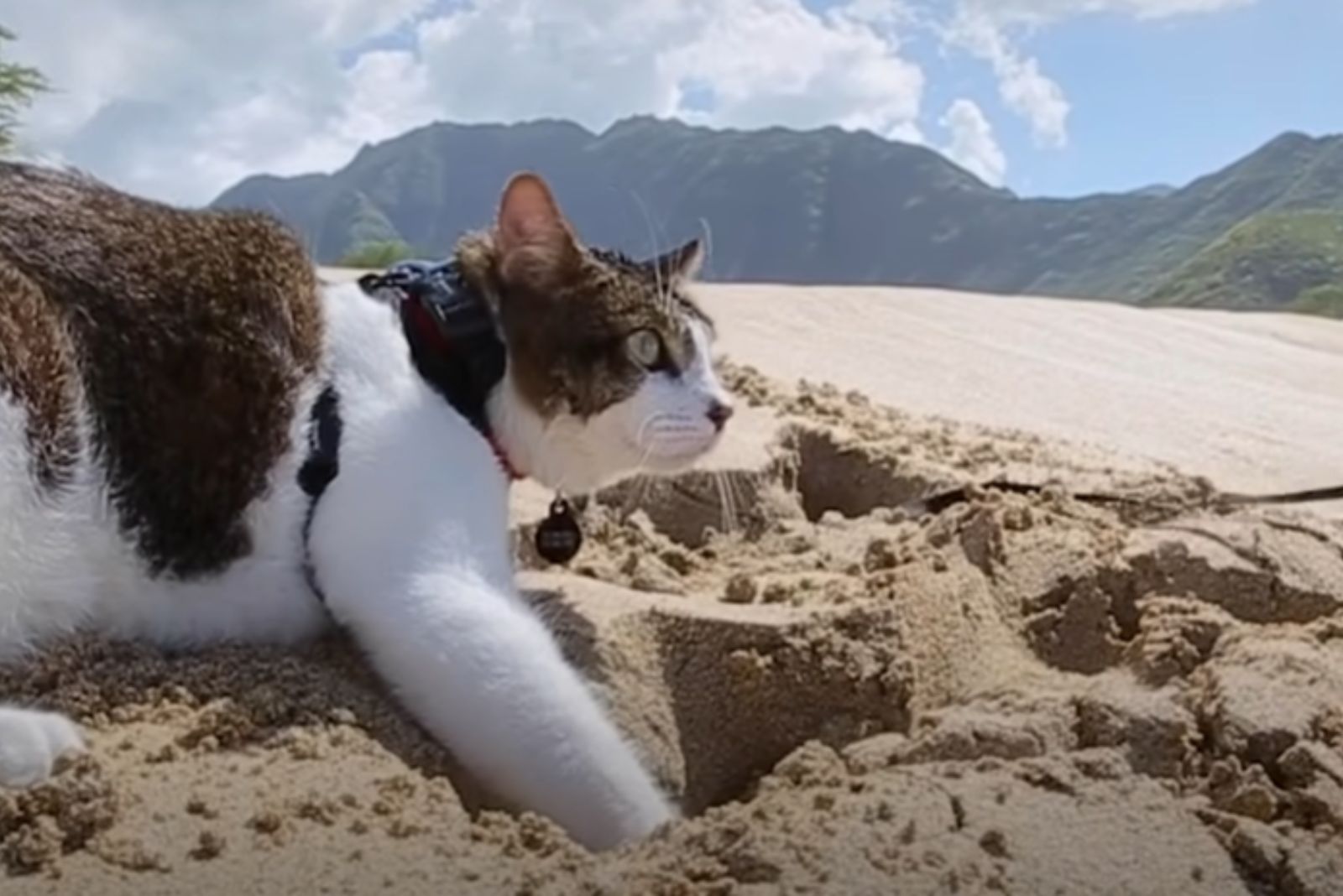 cat on a beach