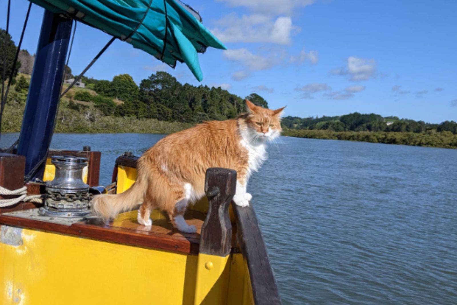 cat on a boat