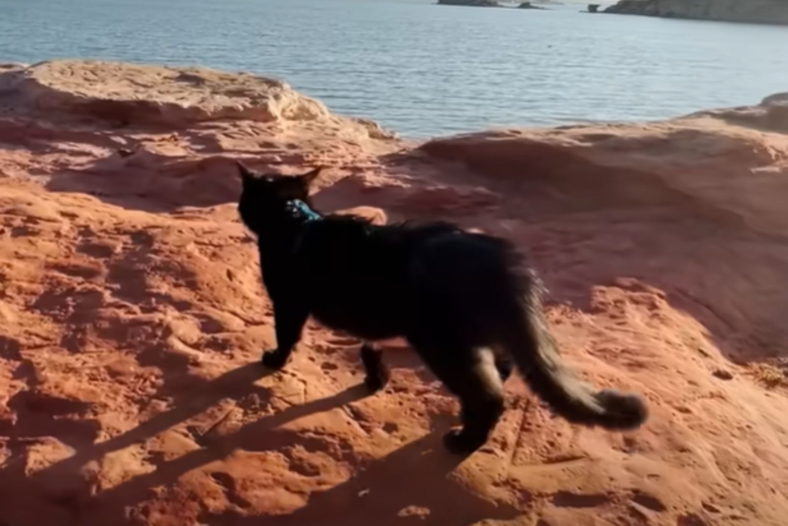 cat on a cliff