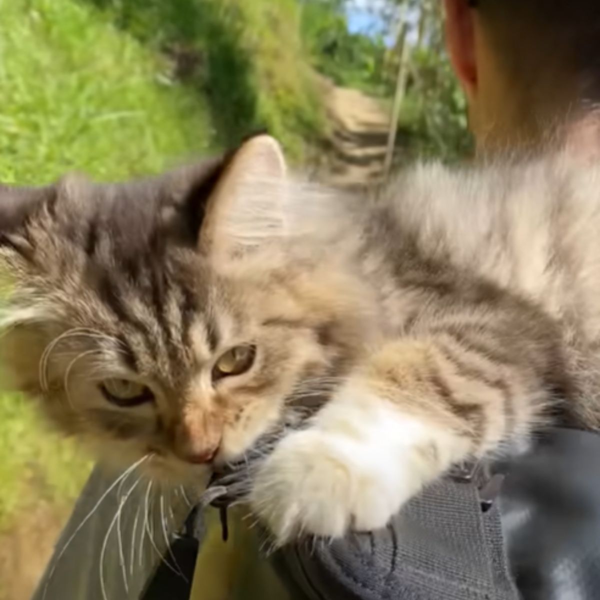 cat on man's back