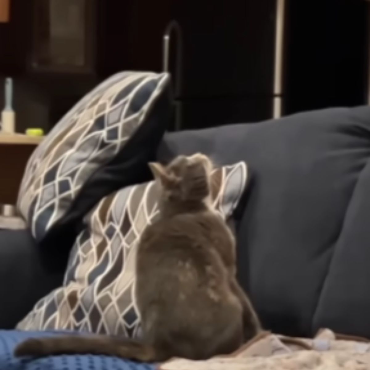 cat on the couch