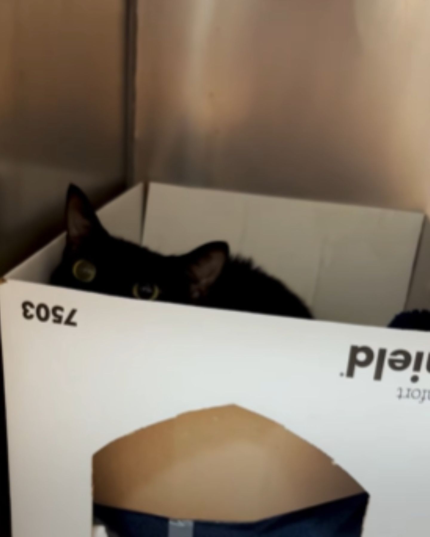 cat peeking from a box