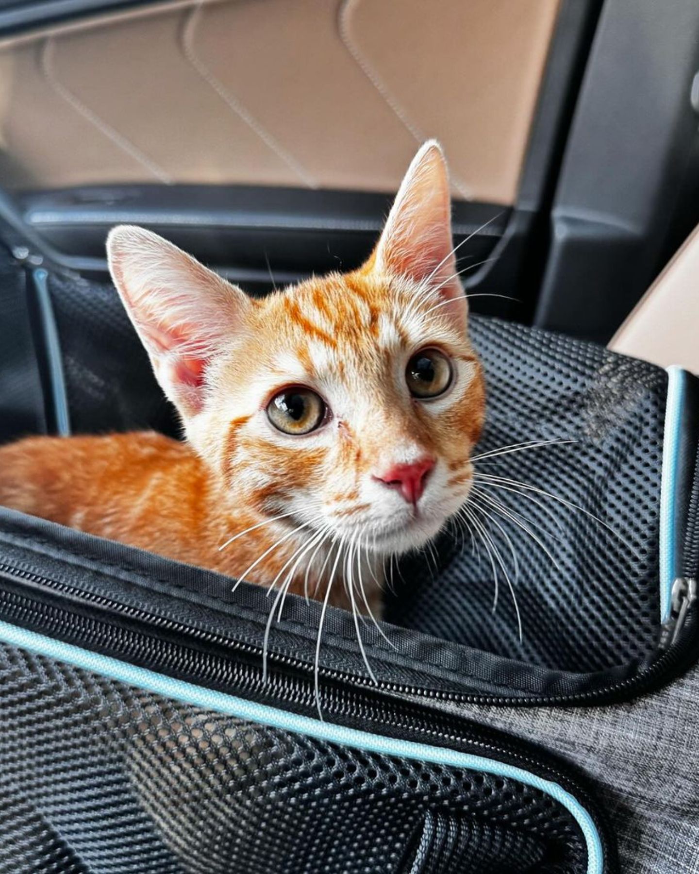 cat peeking from the bag