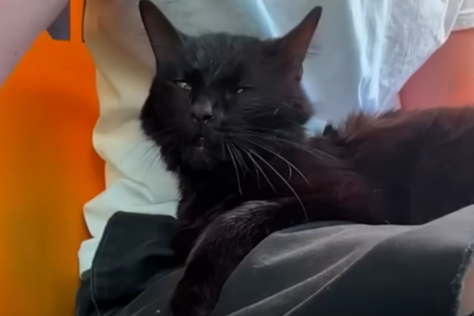 cat sitting in man's lap