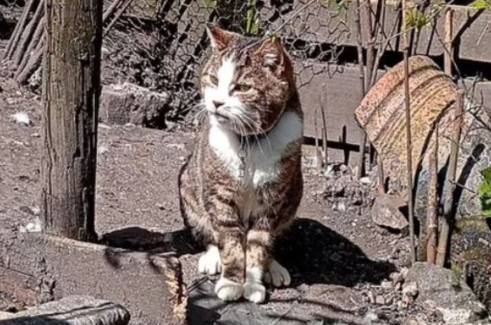 cat sitting in the yard