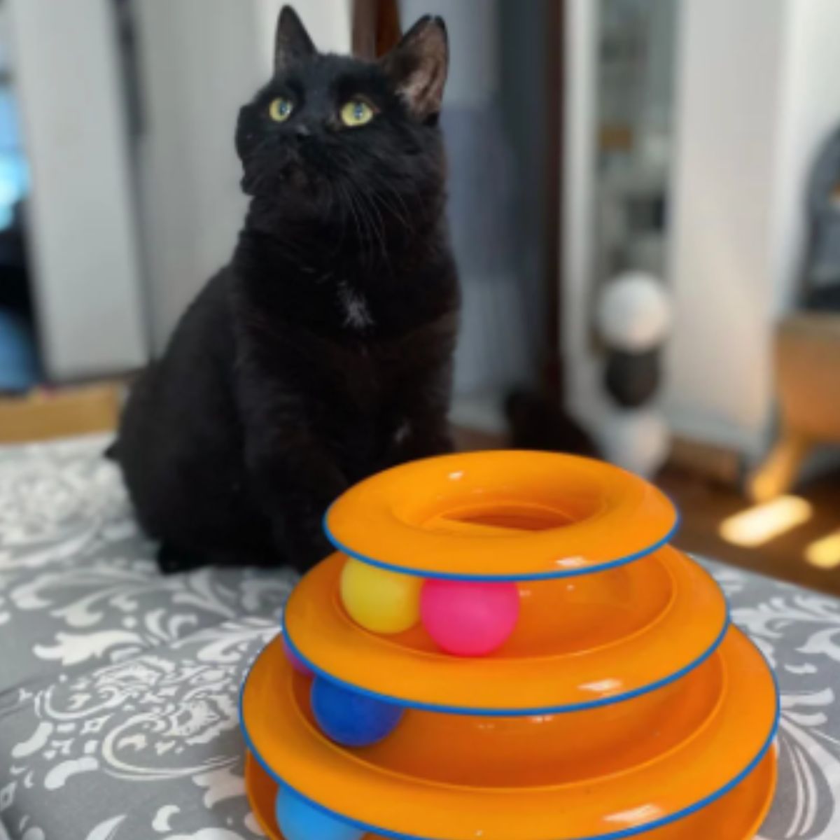 cat sitting next to a toy