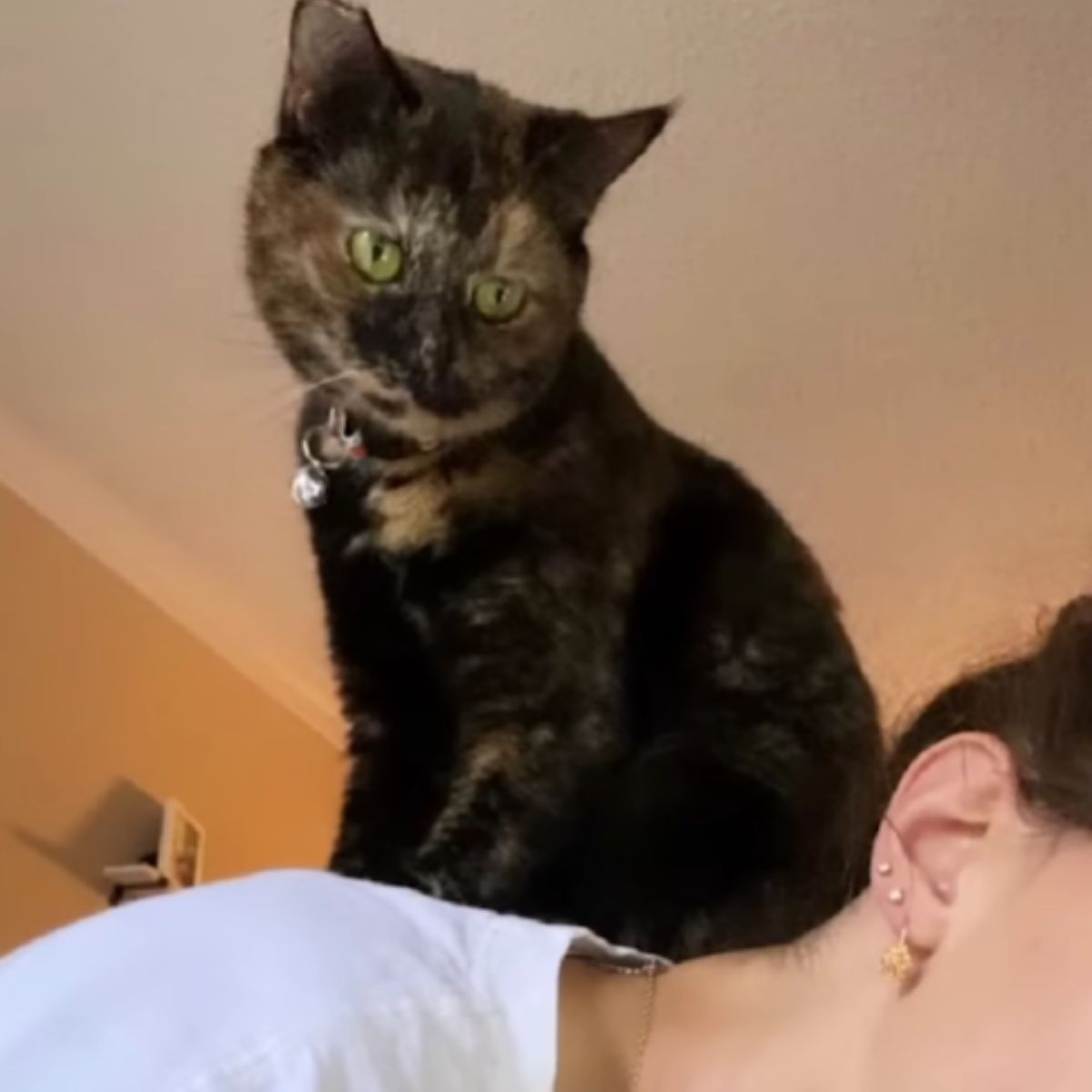 cat sitting on a woman