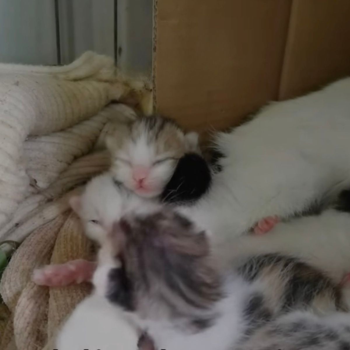 cat snuggling her kittens