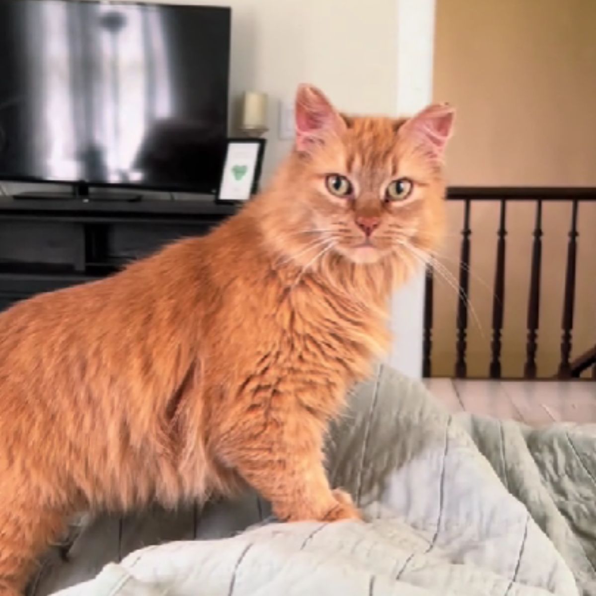 cat standing with front legs on the blanket