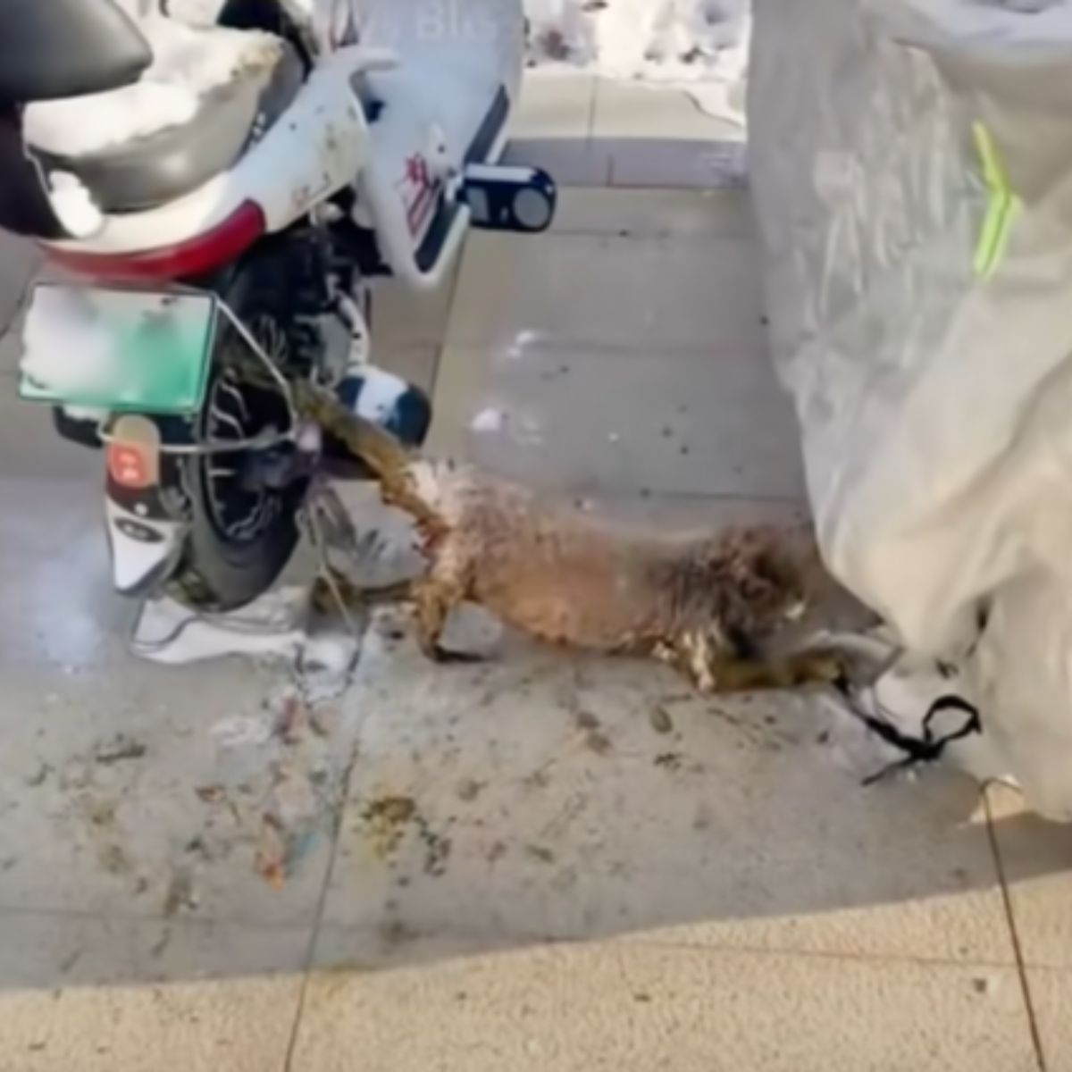 cat stuck in a bike wheel