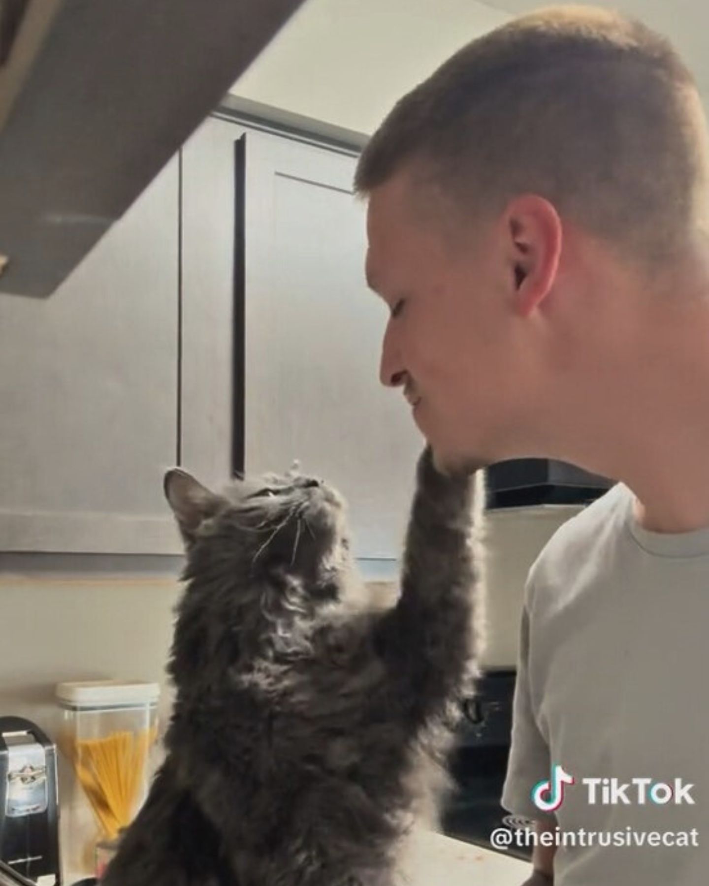 cat touching a man