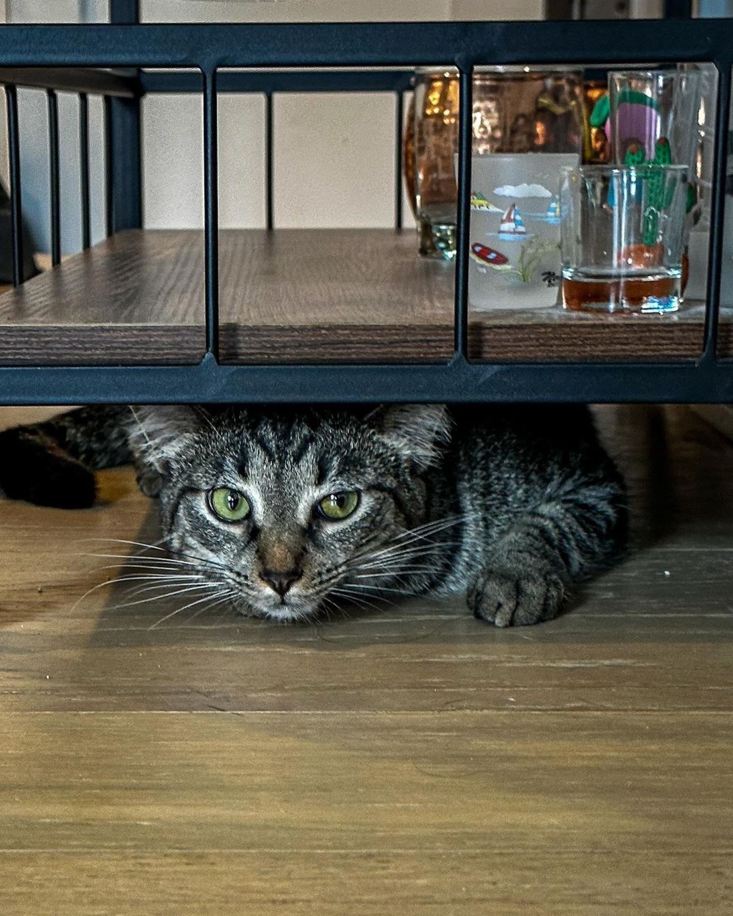 cat under the desk