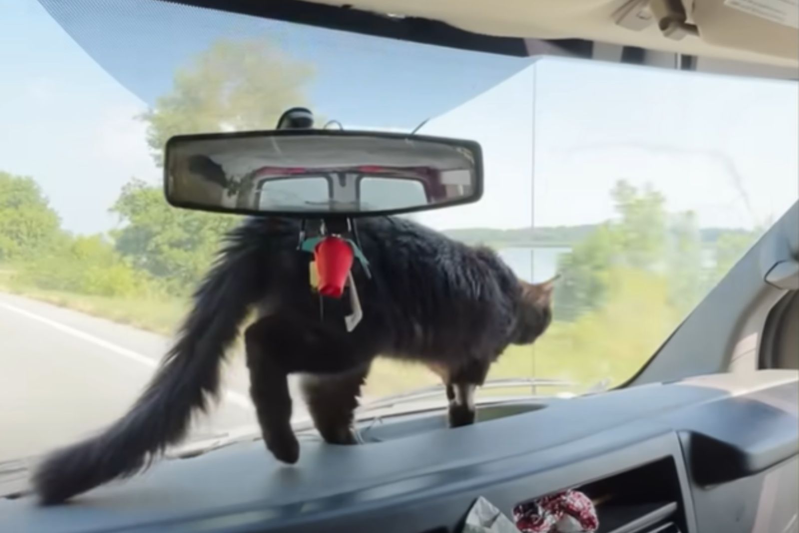 cat walking around car