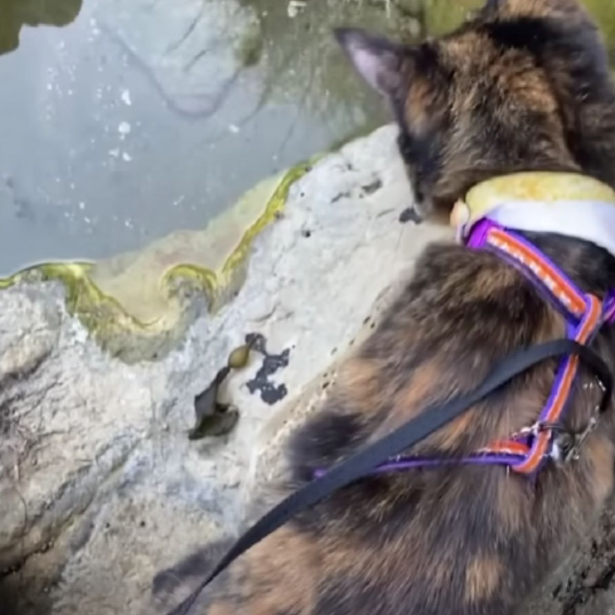 cat walking near water