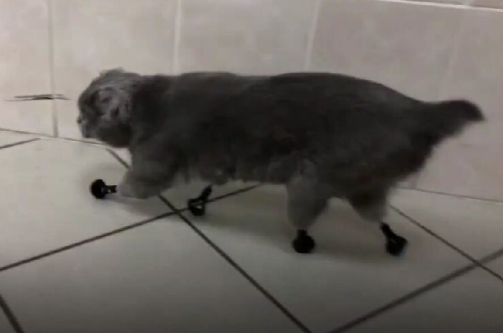 cat walking with titanium paws