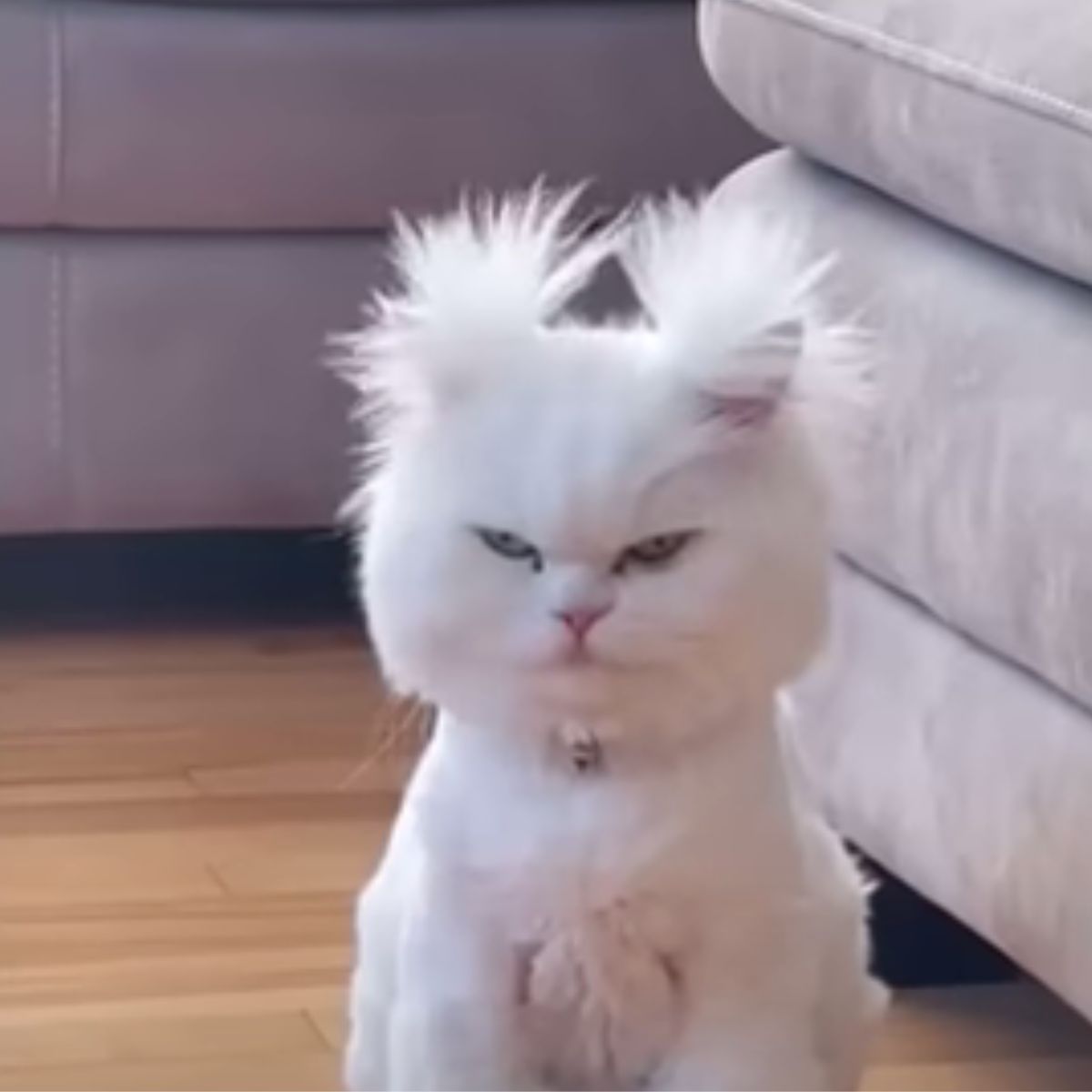 cat with eagle-like hairdo