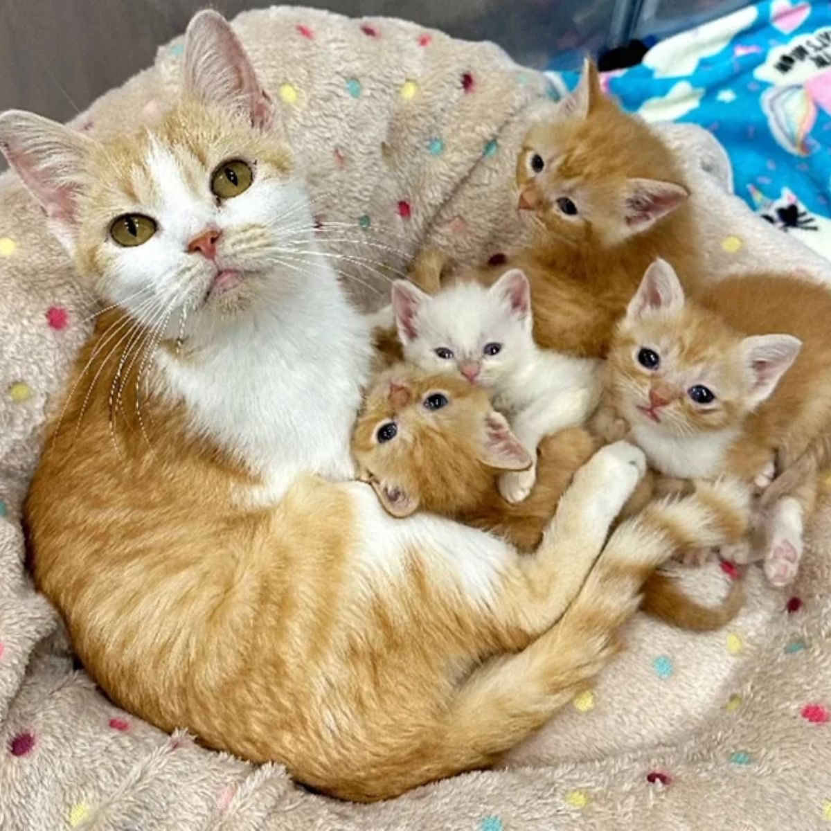 cat with kittens