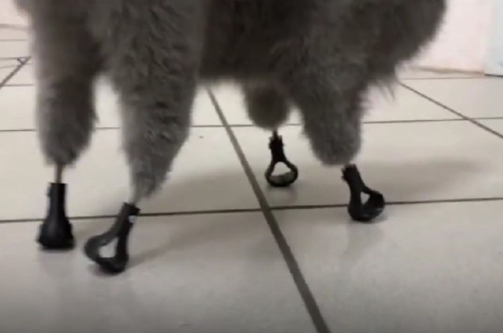 cat with titanium paws