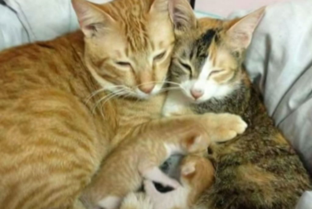 cats hug each other and take care of each other