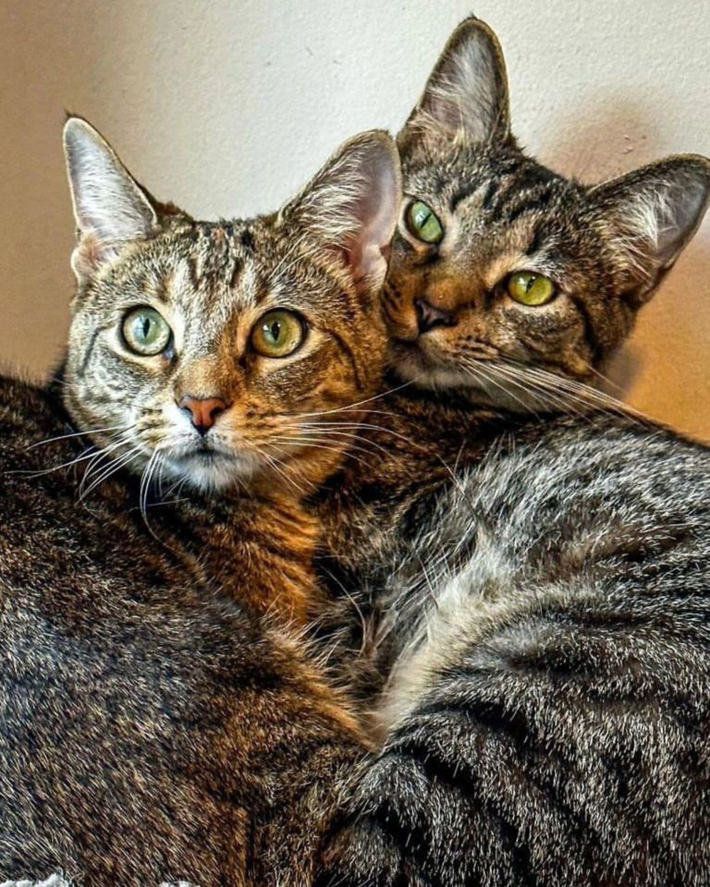 cats in hug