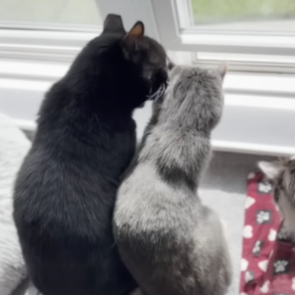 cats looking through window