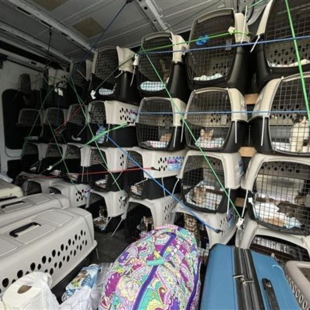 cats placed in boxes are driven in a van