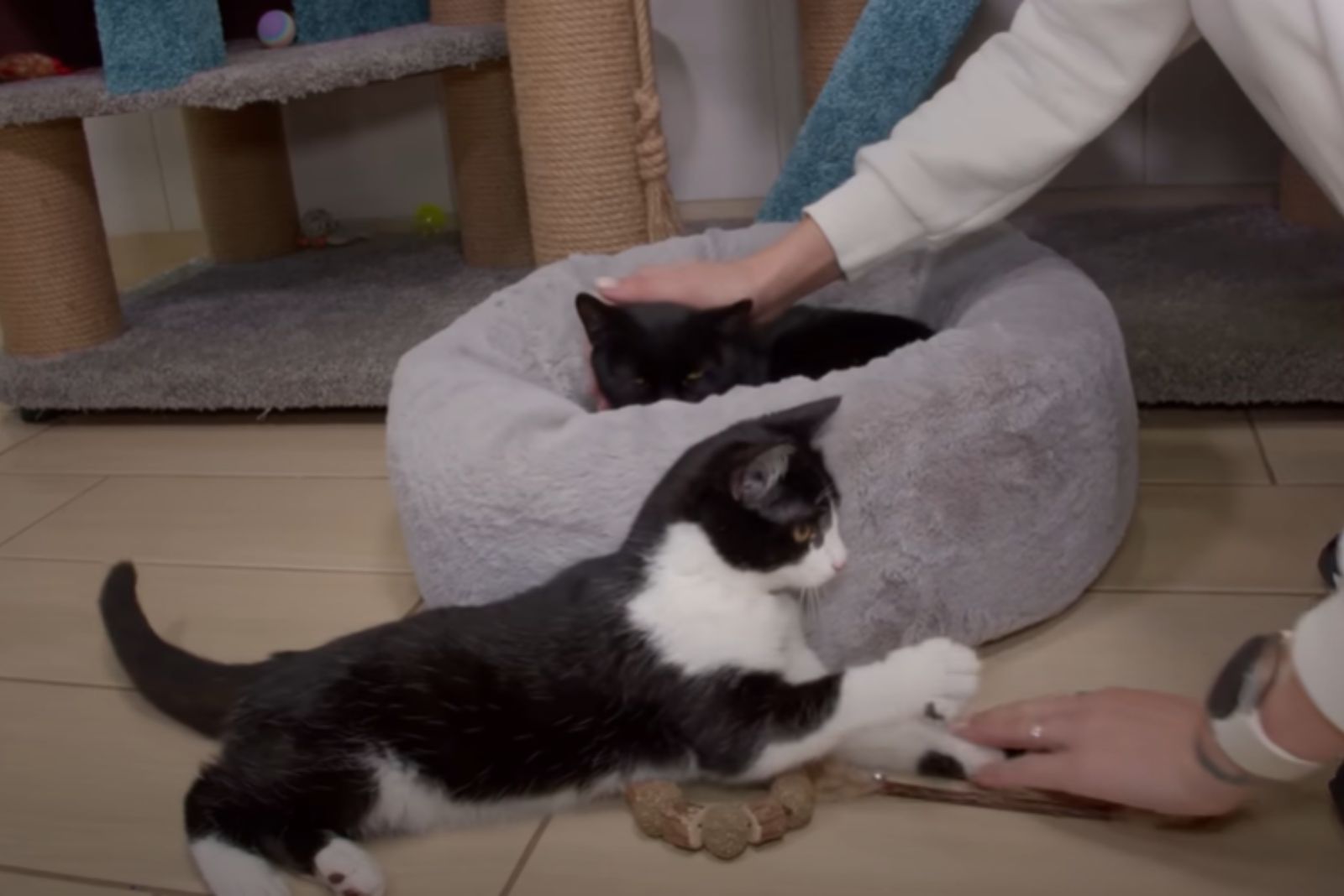 cats playing with woman