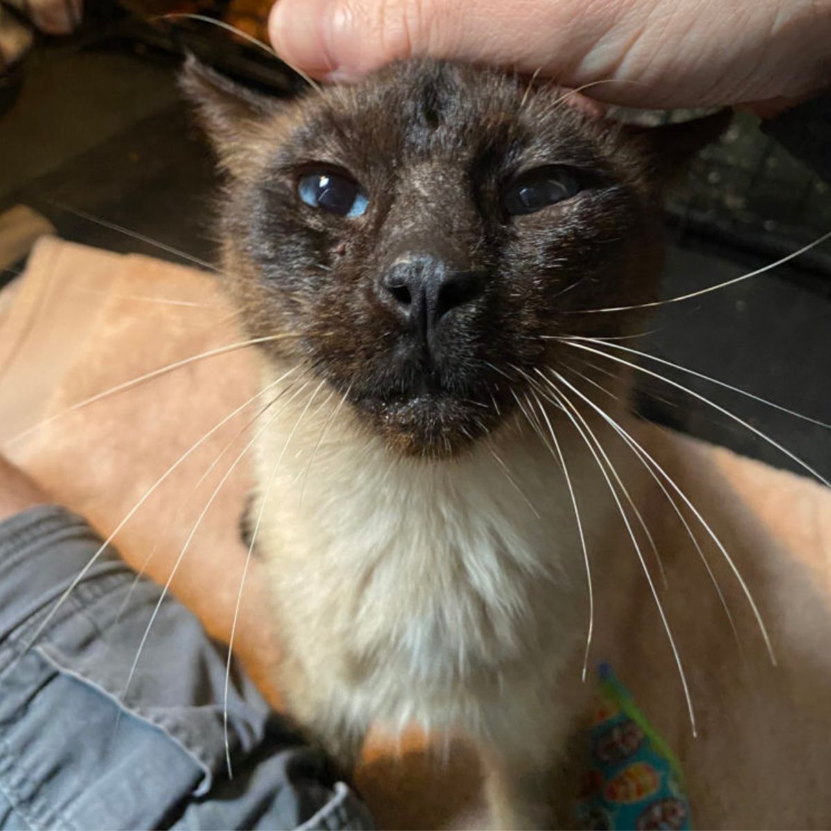 cute cat with blue eyes