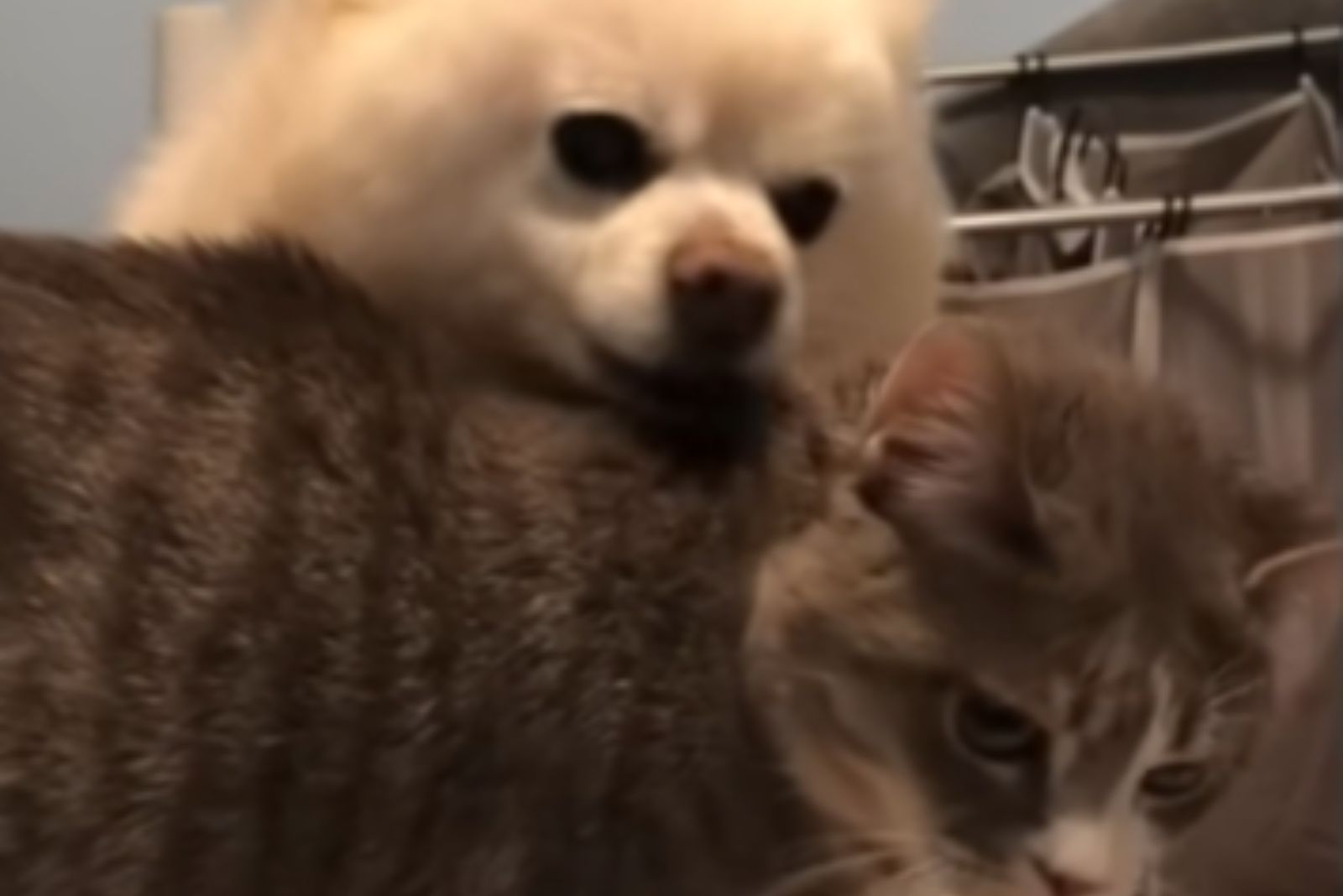 cute dog and dwarf cat