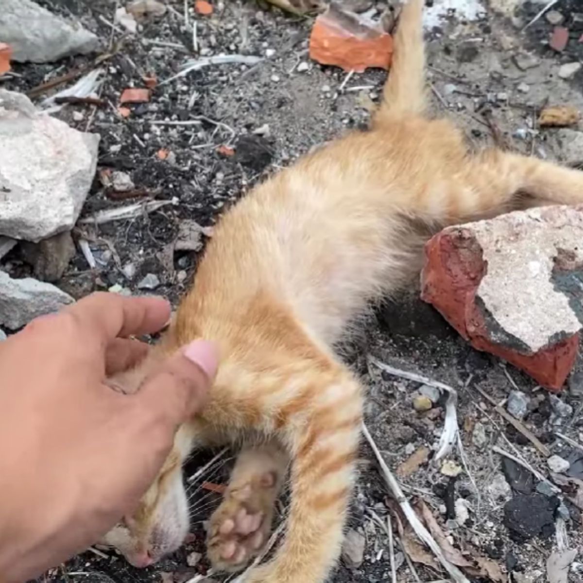 cute kitten in trash