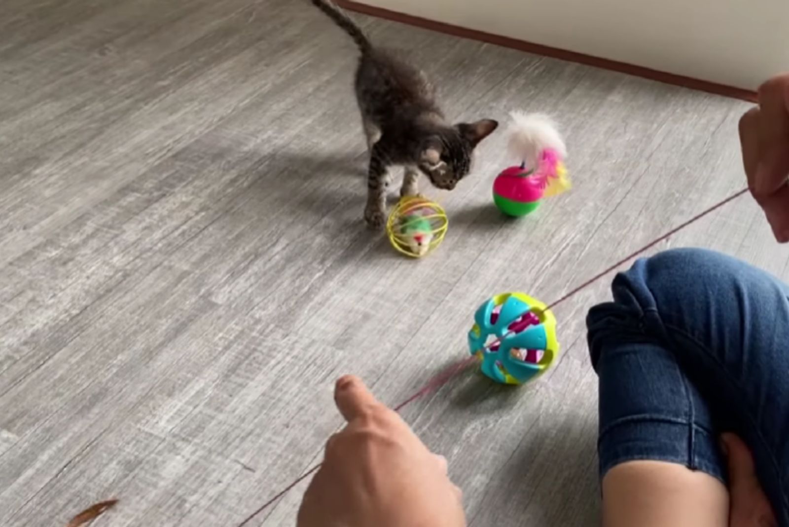 cute kitten playing with toys