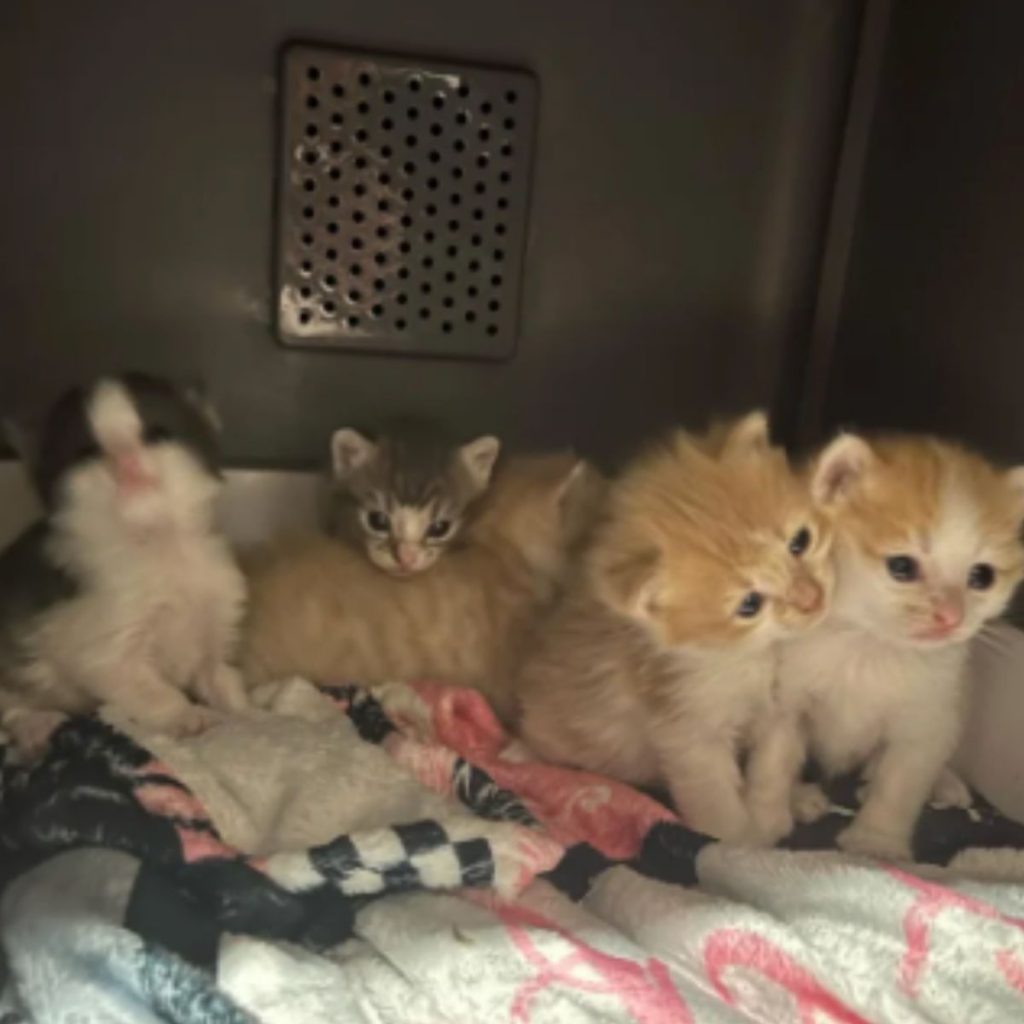 cute kittens in a cage