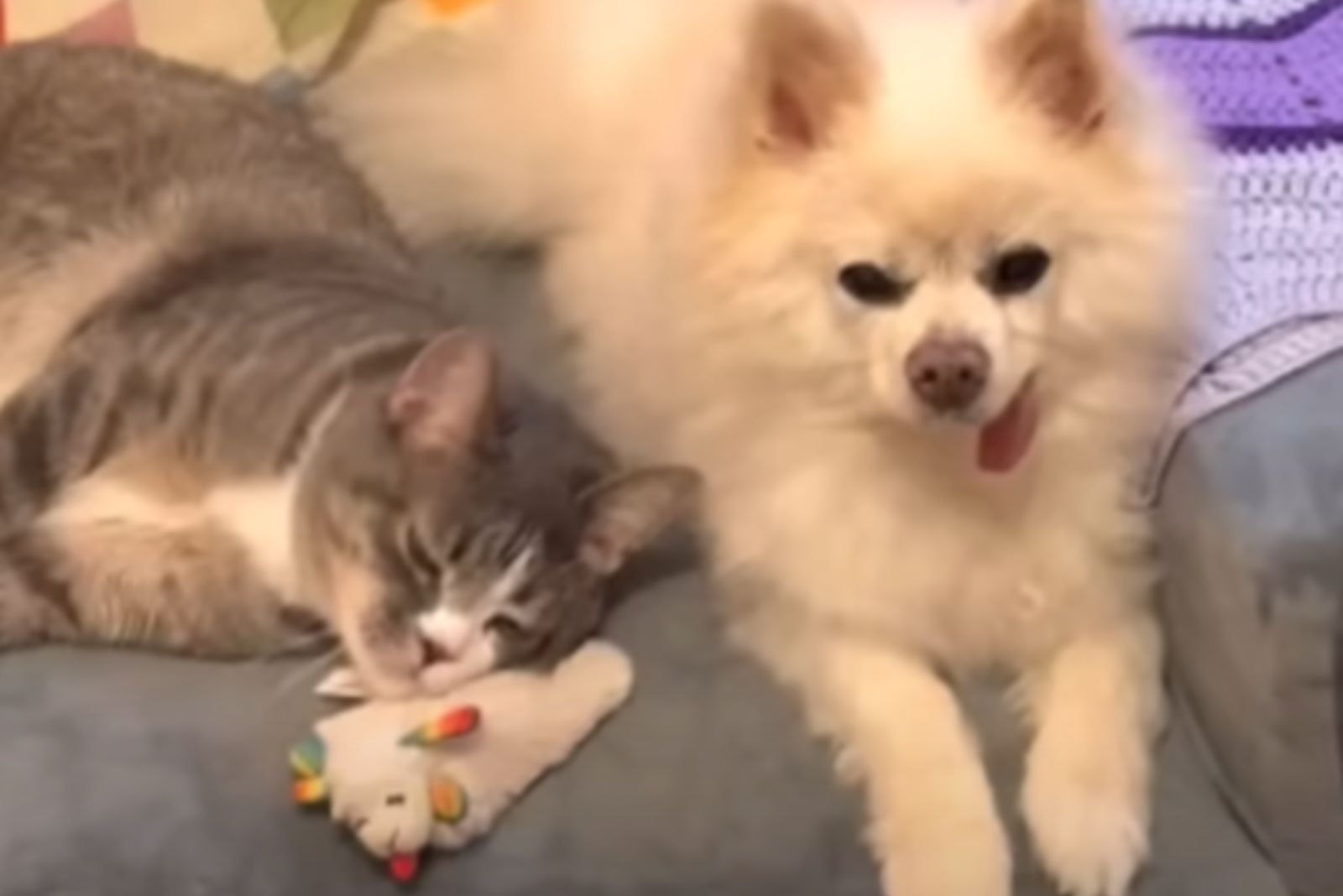 dog and dwarf cat