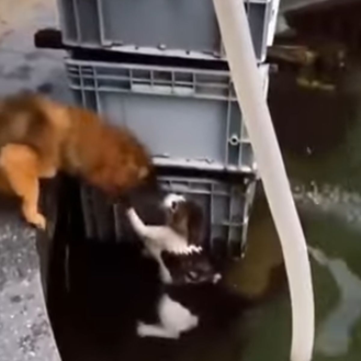 dog helping a cat