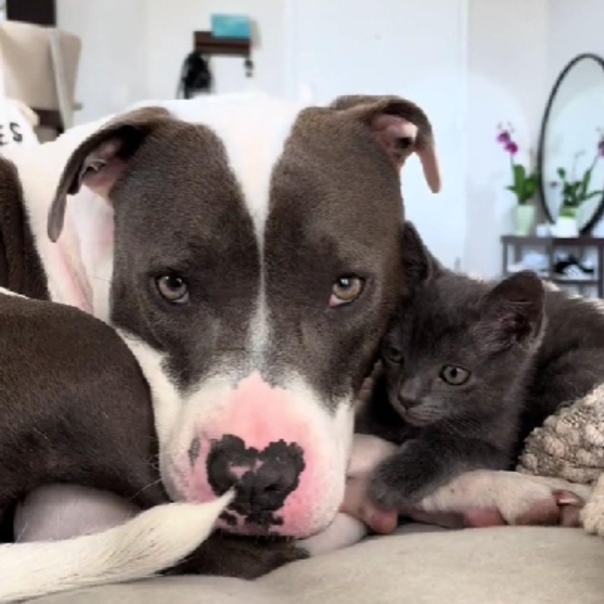 dog lying with cat