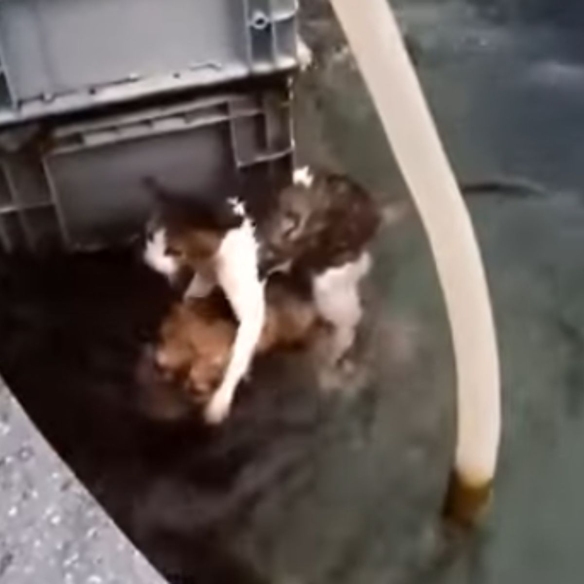 dog saving the cat