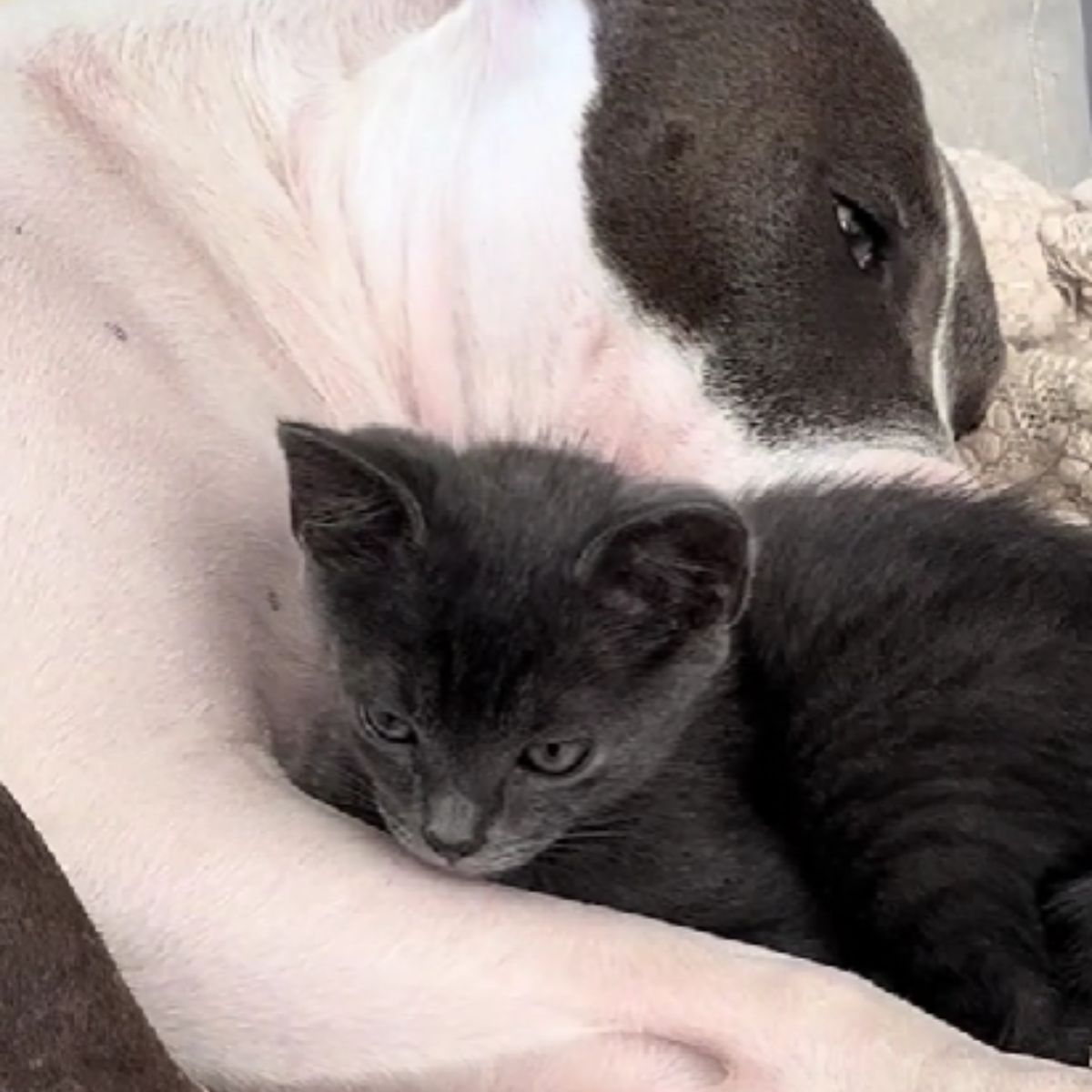 dog sniffing kitten