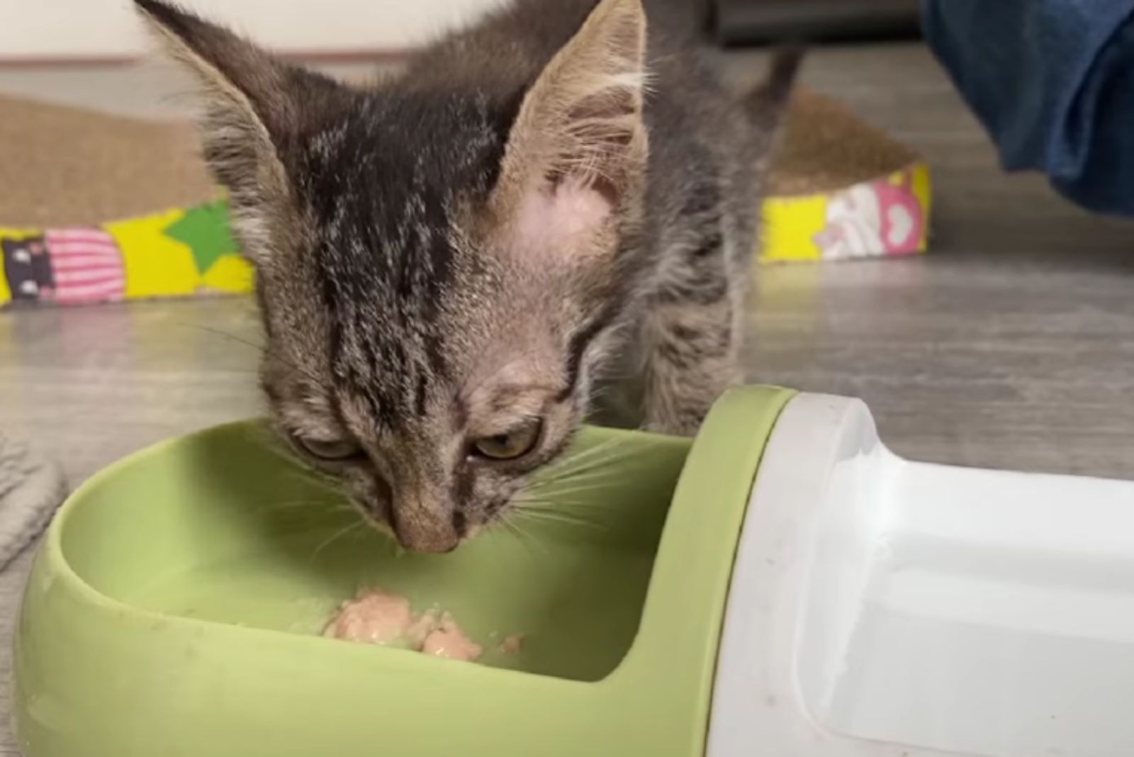 domestic kitten eating