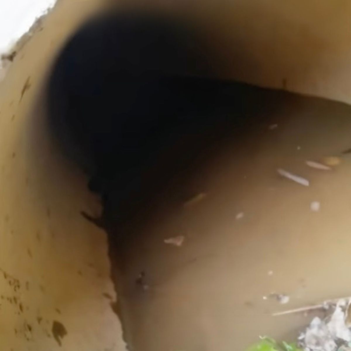 drainpipe where cats were