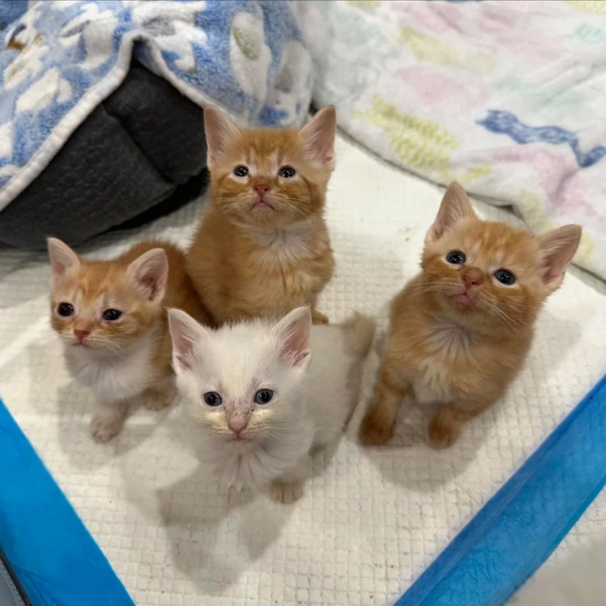 four little kittens