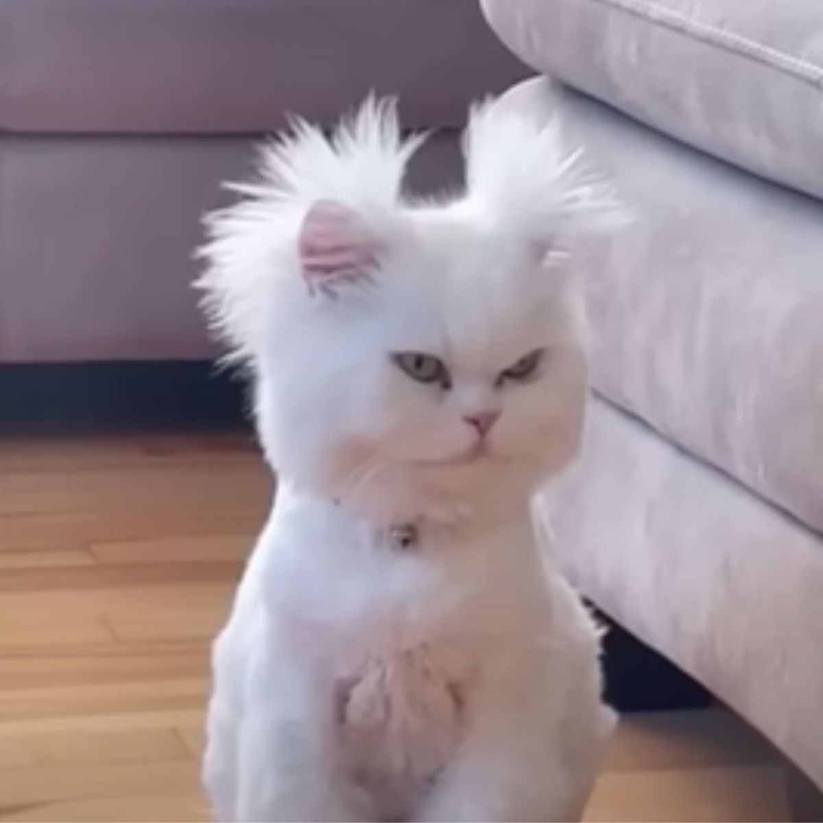 funny hair cat