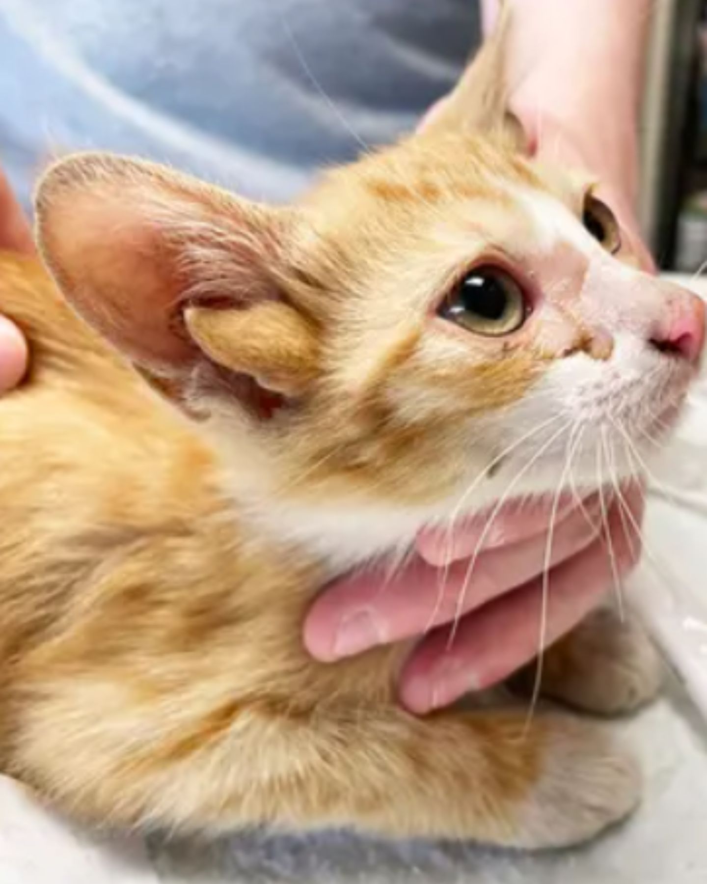 ginger cat with man