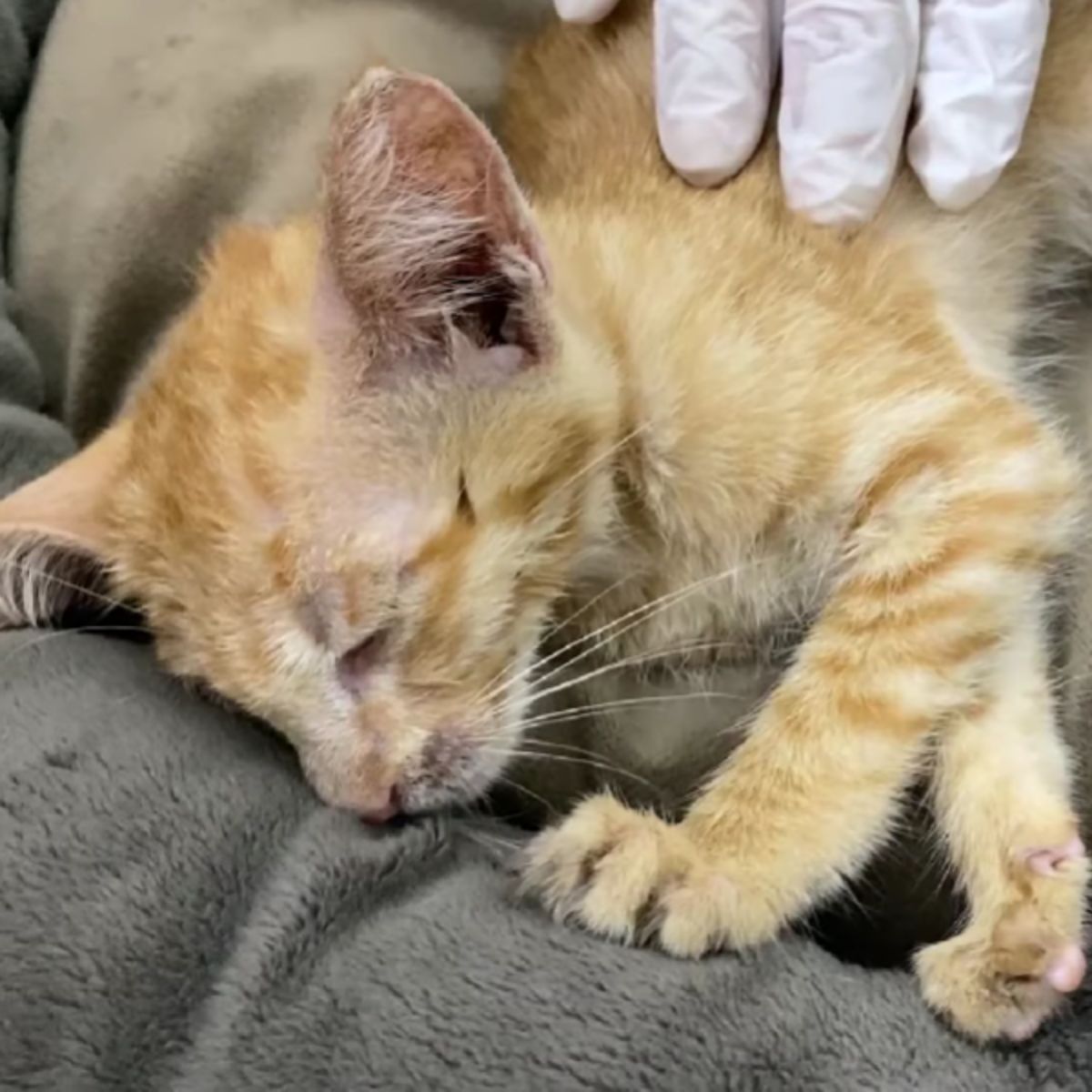 ginger kitten sleeping