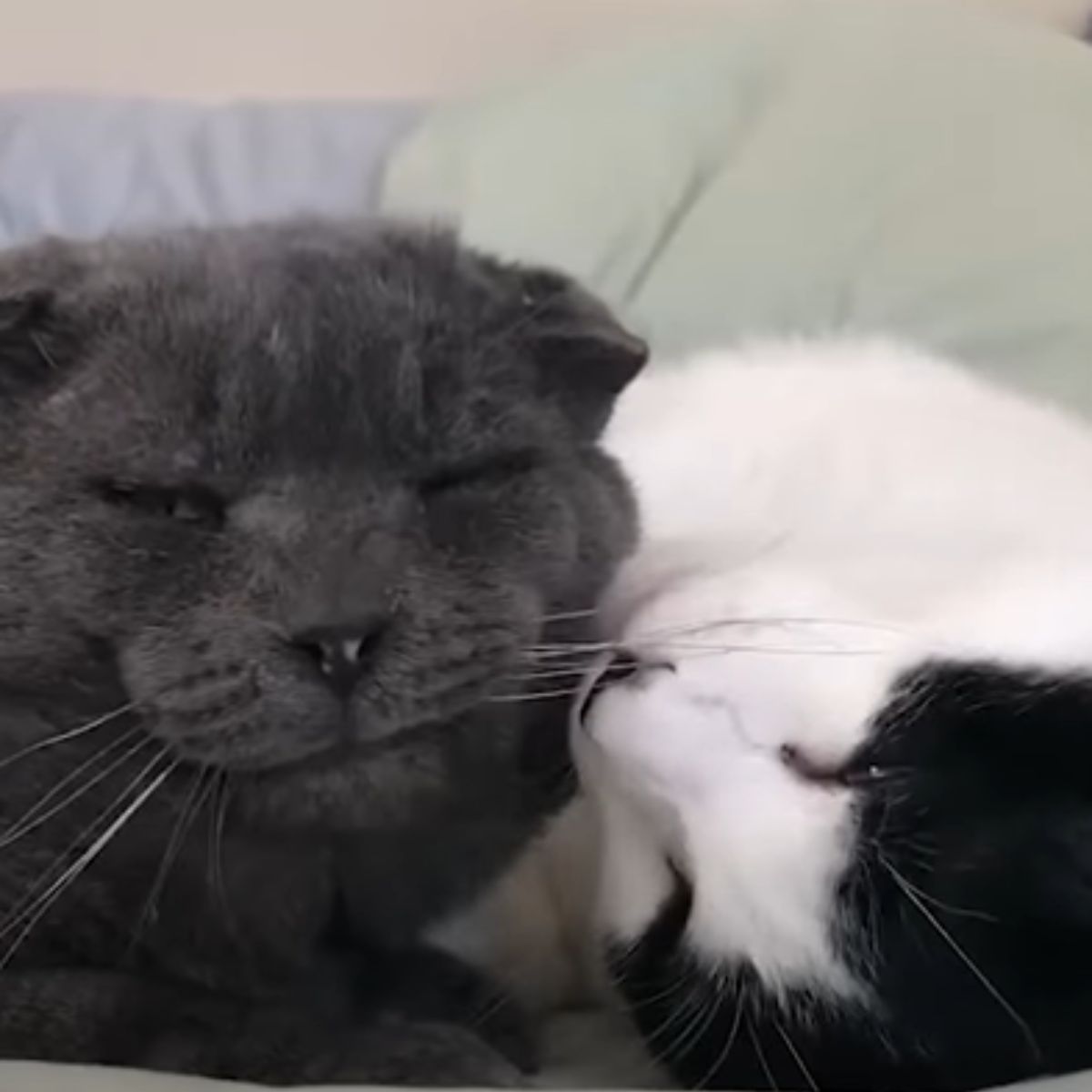 gray cat and black and white cat