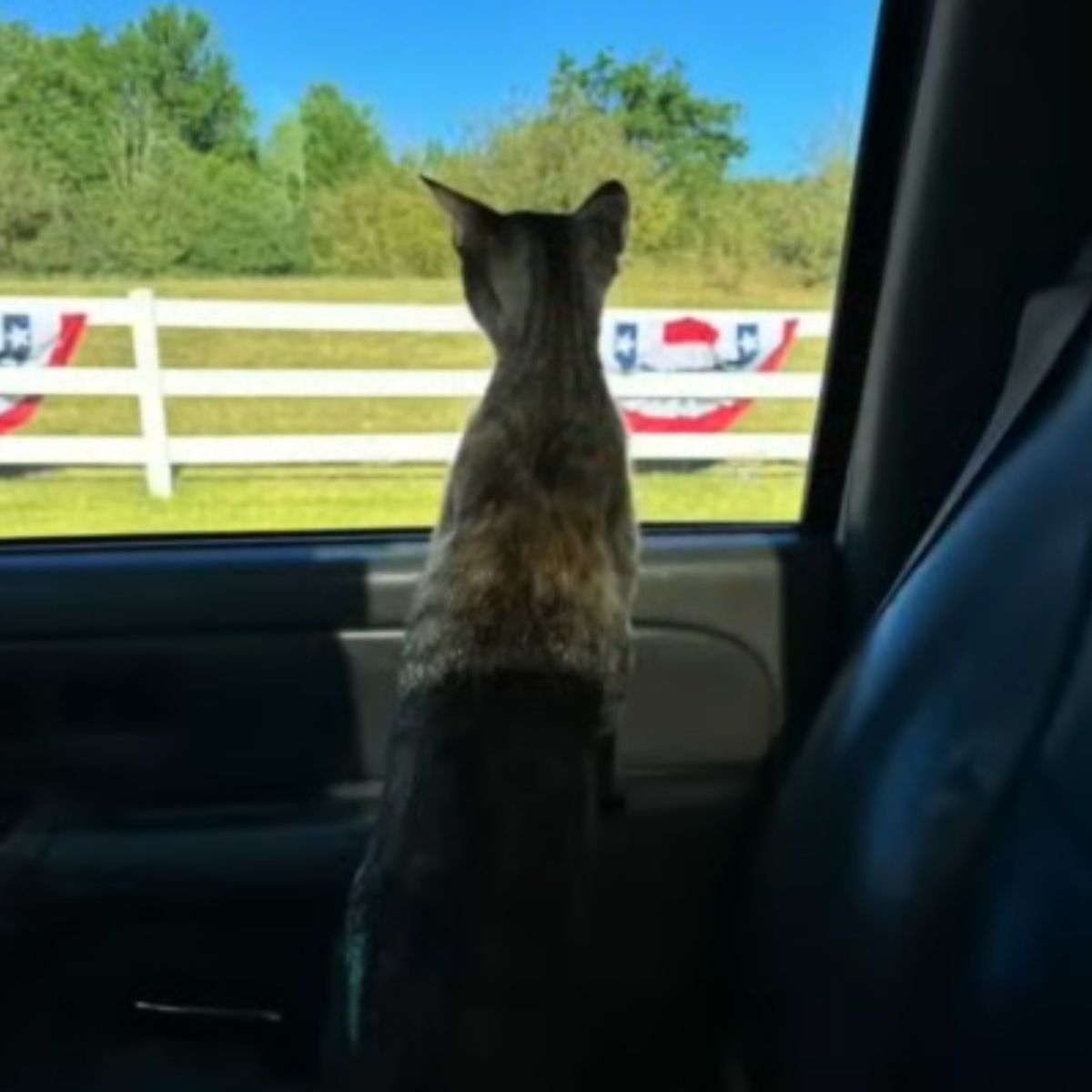 gray cat in a car