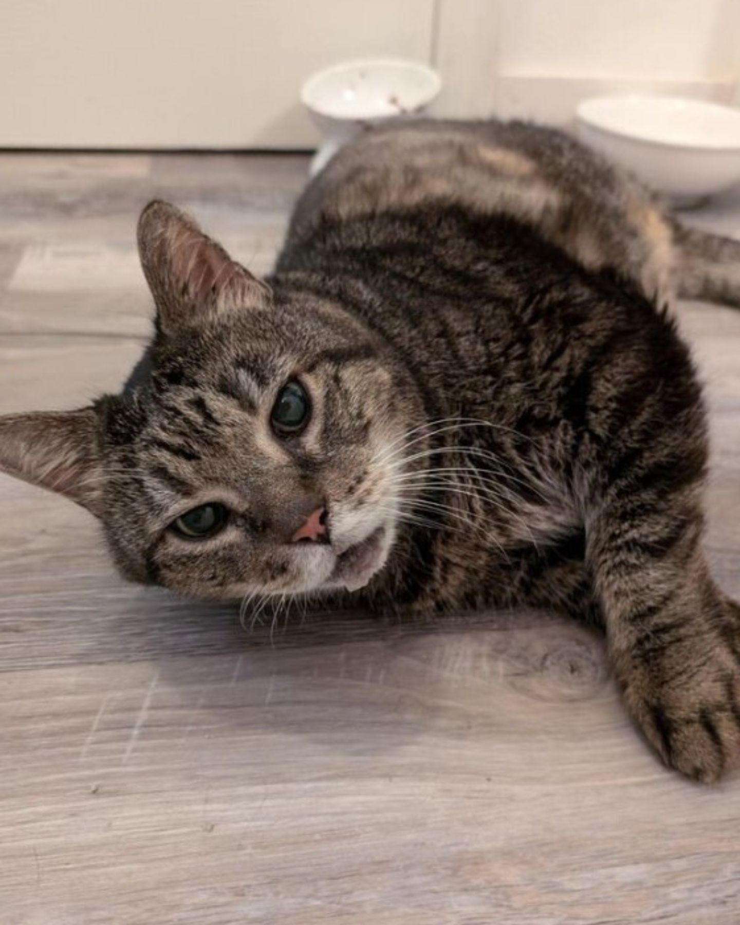 gray cat laying on the floor