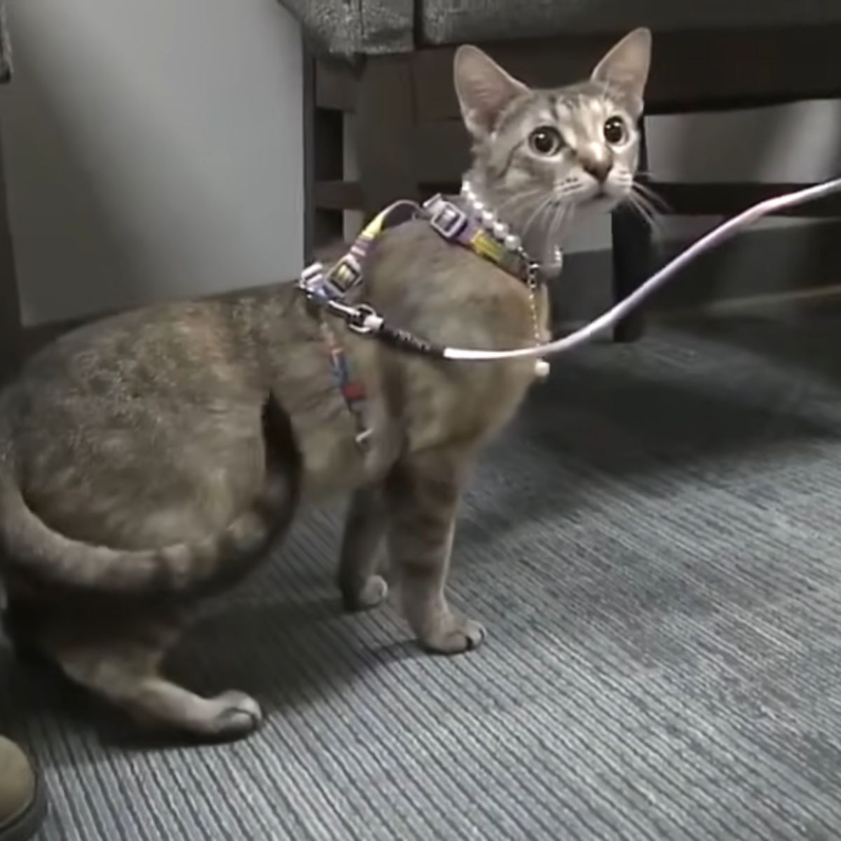 gray cat on a leash