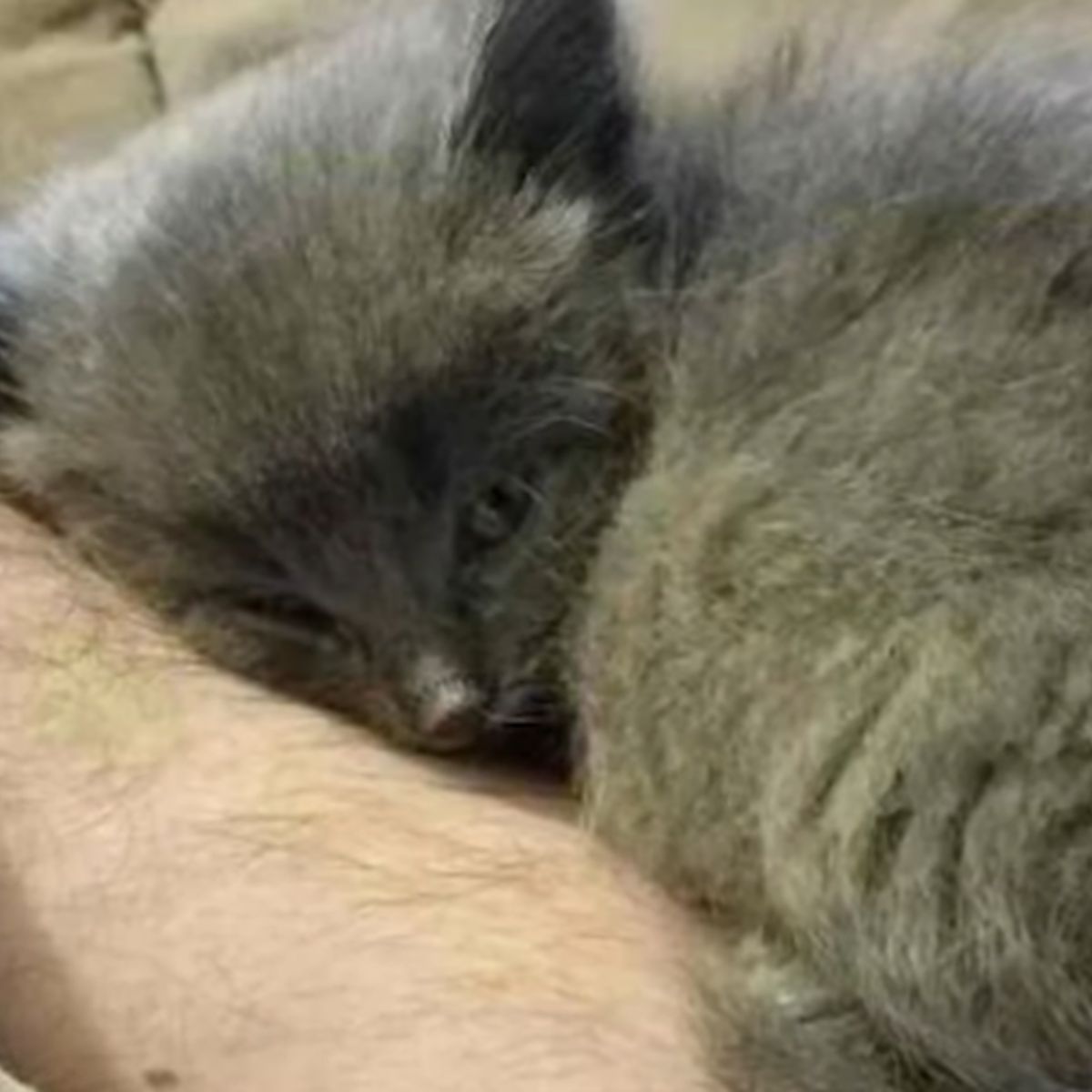 gray kitten laying on a owner