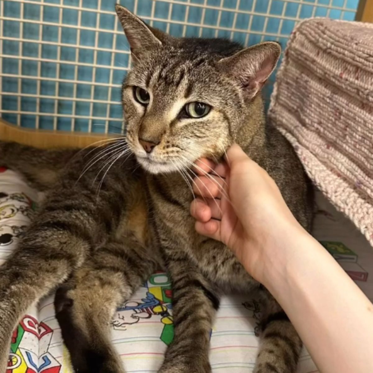 hand petting the cat